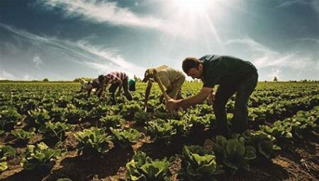 Türkiye'nin Yeni Tarım Reformları: Organik Tarım