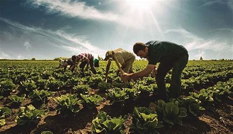 Türkiye'nin Yeni Tarım Reformları: Organik Tarım